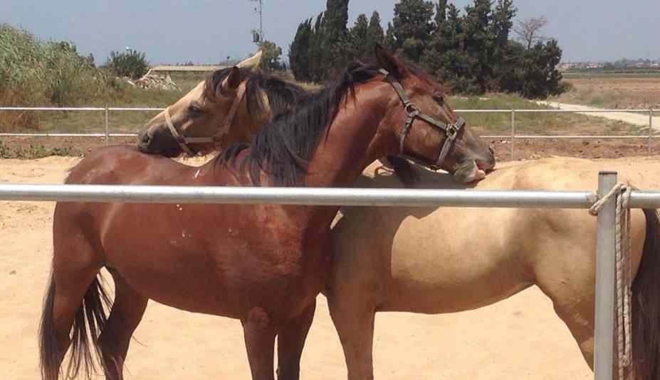 חוות הבוקר