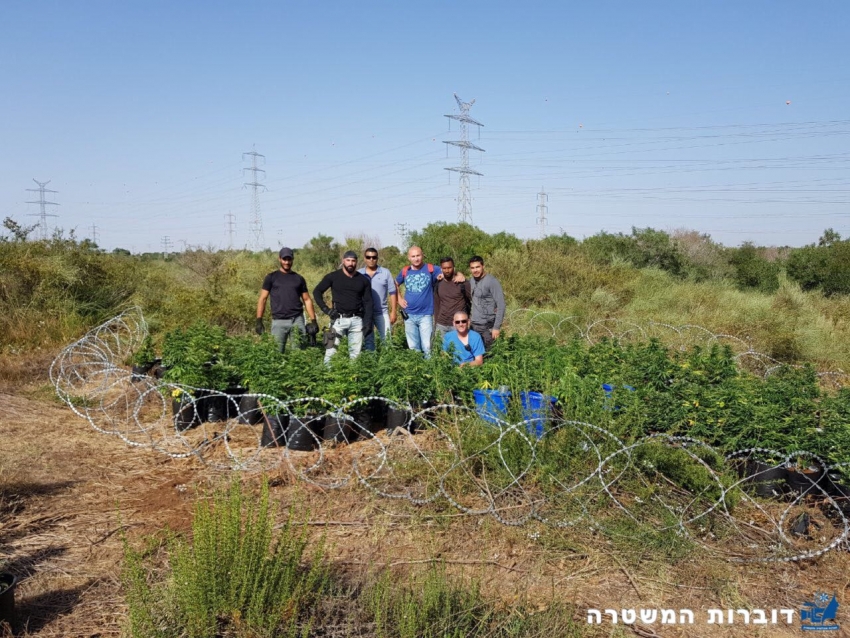 תפיסת ענק של המשטרה: מאות שתילי מריחואנה נמצאו באשדוד