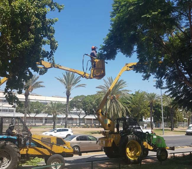 חברת חשמל מבצעת גיזום עצים הקרובים לקווי חשמל