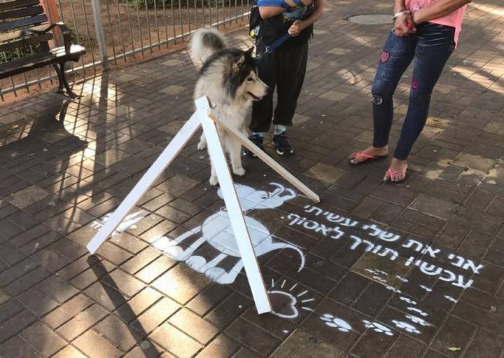 קמפיין עירוני חדש יעודד איסוף צואת כלבים