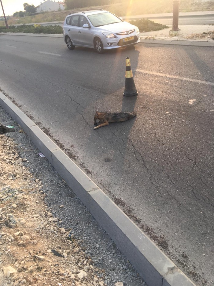 הרופא מאסותא אשדוד והתן הפצוע