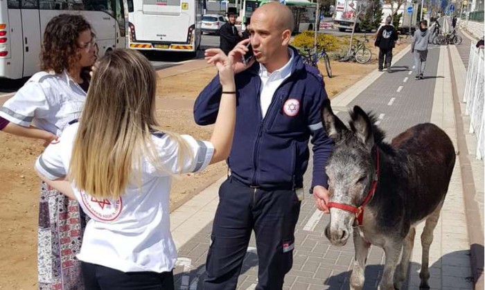 חמור נפגע בתאונה באשדוד